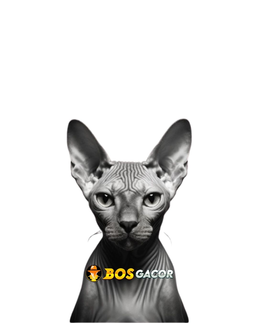 Sphynx Cat